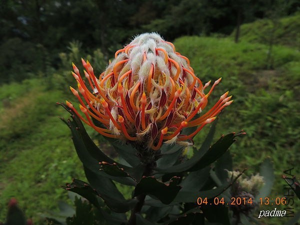 Leucospermum Glabrum  