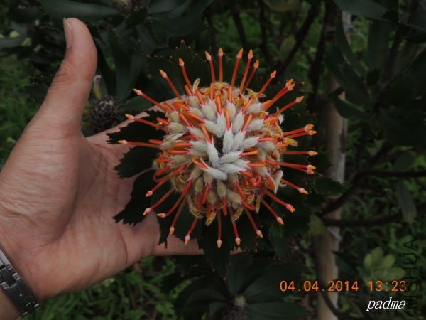 Leucospermum Glabrum  