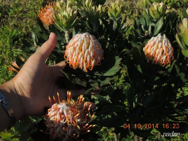 Leucospermum Glabrum  