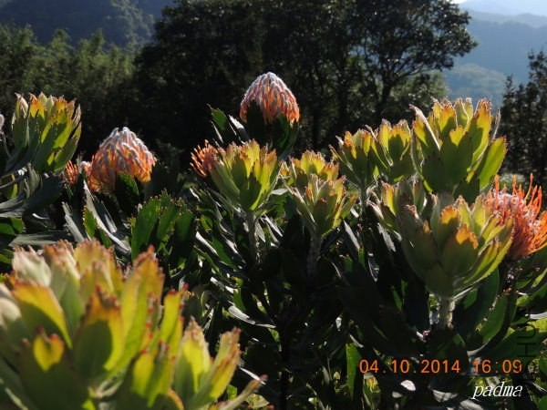 Leucospermum Glabrum  