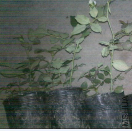 ��֮ˮ��