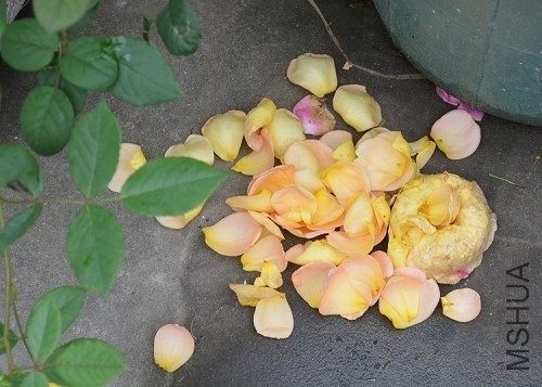 DSC_0047.JPG