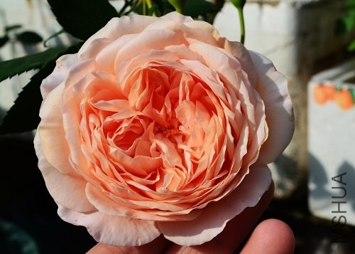 DSC_0075.jpg