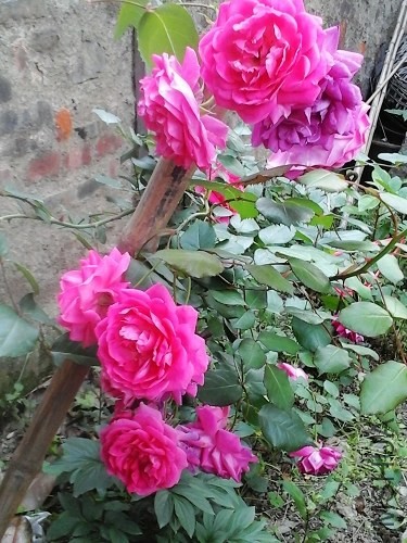 20140508_083217.jpg