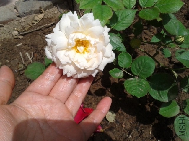 20140524_114215.jpg