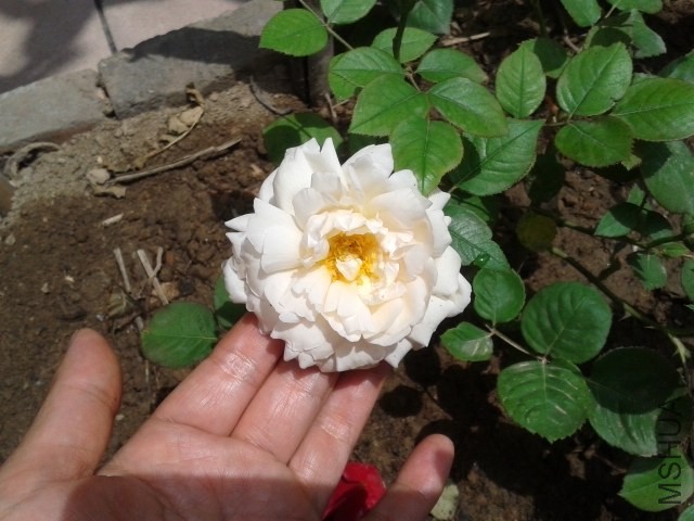 20140524_114218.jpg