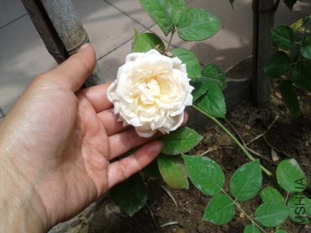 20140524_114235.jpg