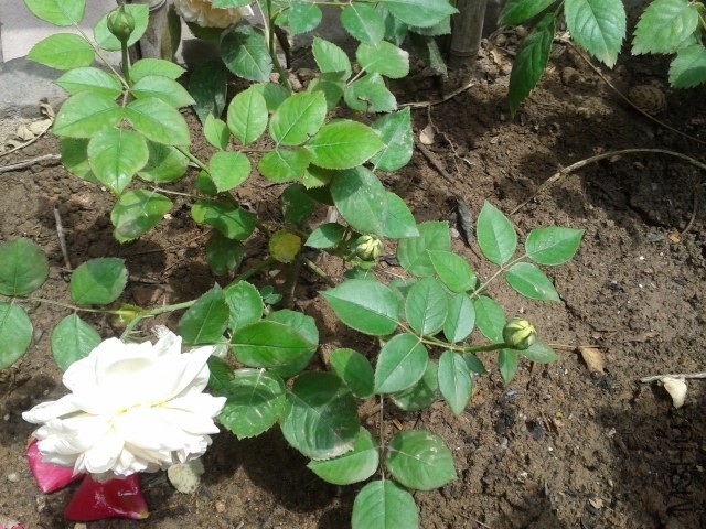 20140524_114228.jpg