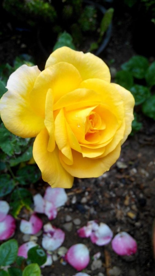 IMG_20140522_065152.jpg
