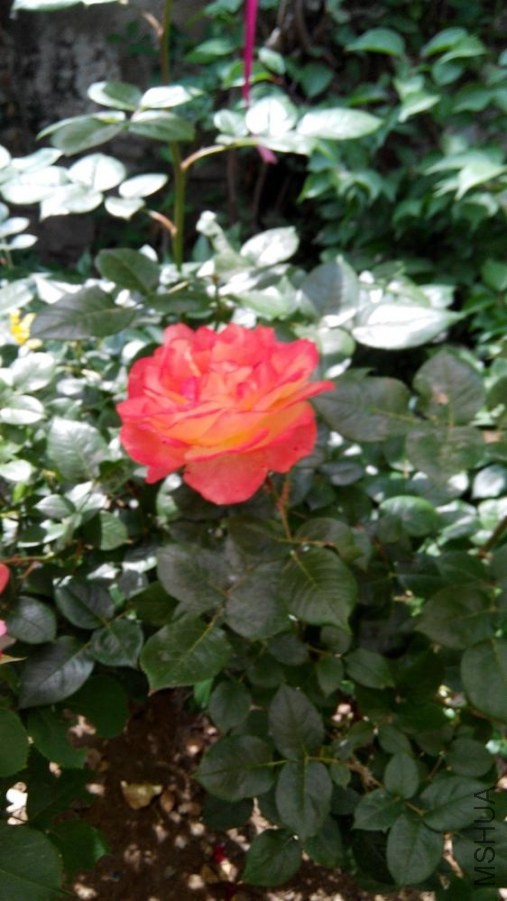 IMG_20140517_142138.jpg