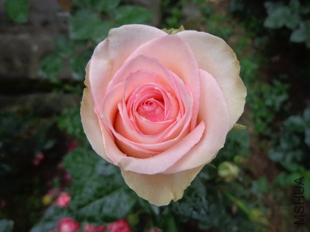 DSC02243.JPG