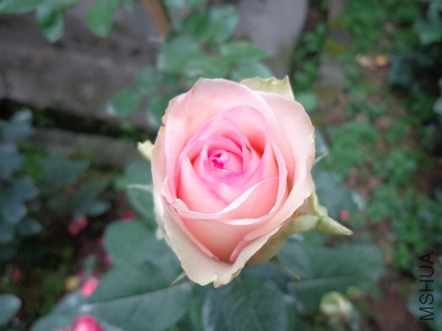 DSC02160.JPG