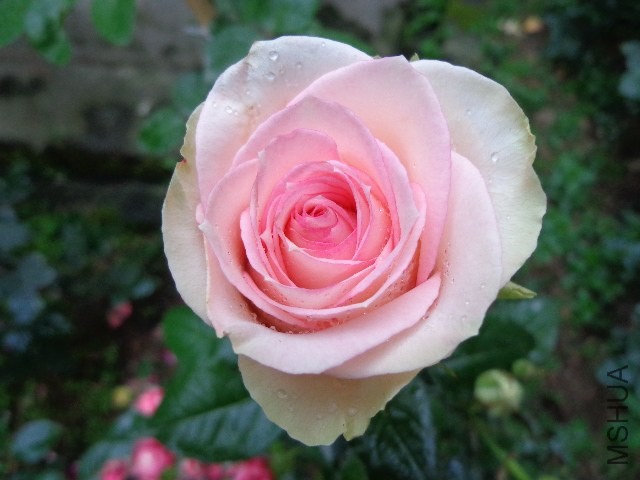 DSC02274.JPG