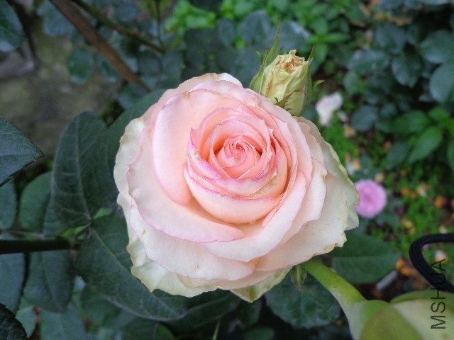 DSC02591.JPG