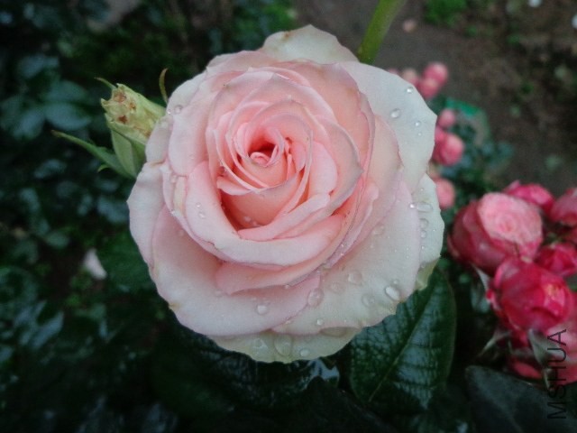 DSC02614.JPG
