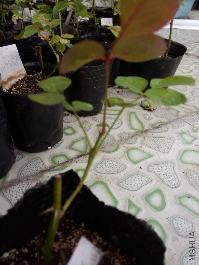IMG20140524152416.jpg
