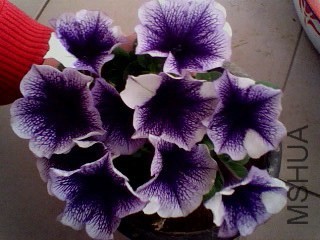 IMG1151A.jpg