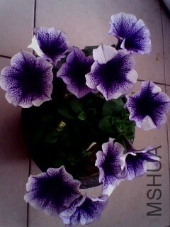 IMG1152A.jpg