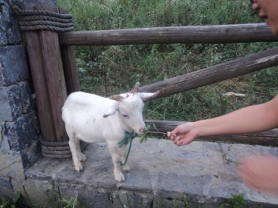 С������˩�����ˡ�С����ּ�ιʳ