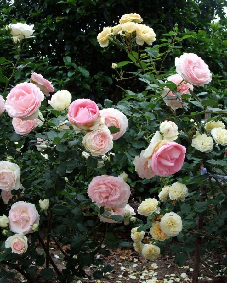 1-psb-003.jpg