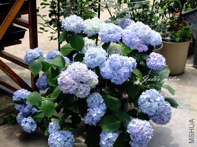 DSCF6519.jpg