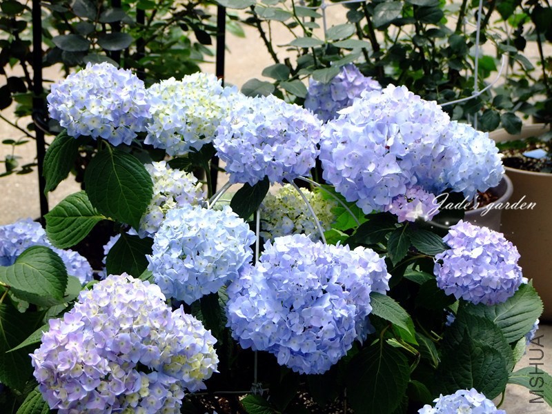 DSCF6520.jpg
