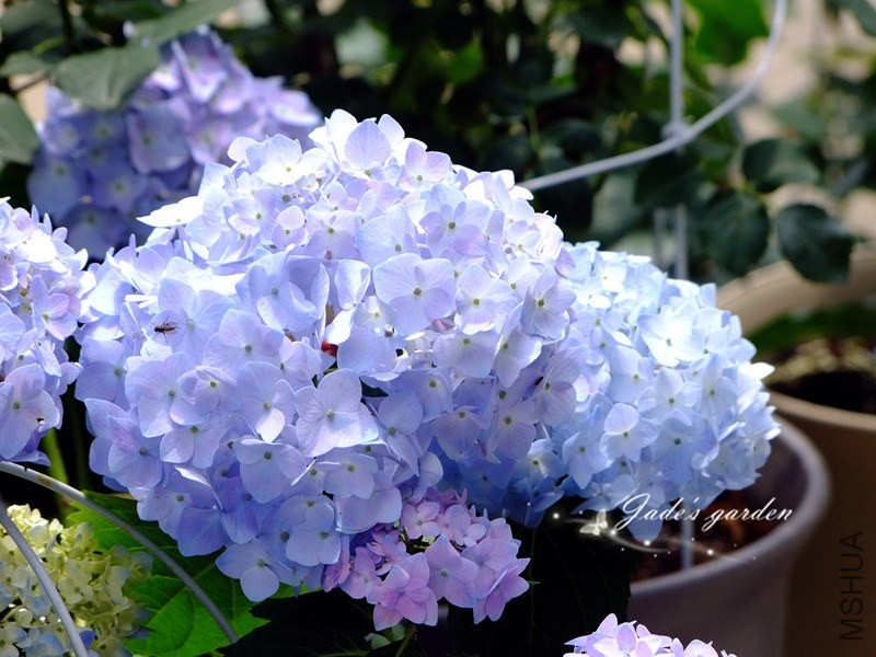 DSCF6521.jpg