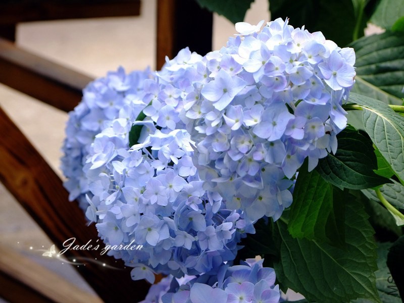 DSCF6525.jpg