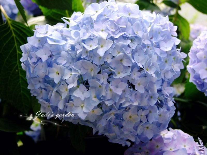 DSCF6527.jpg