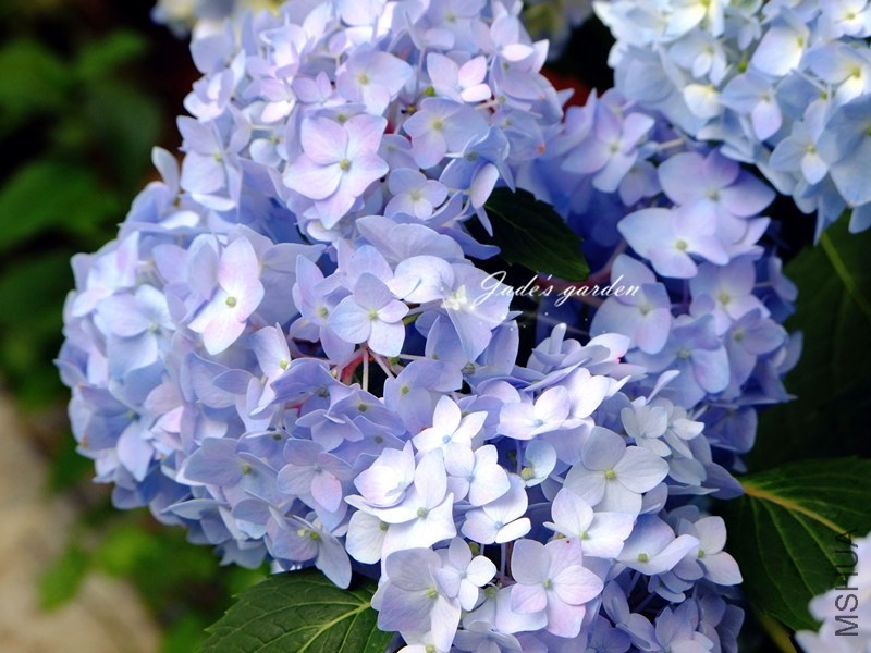 DSCF6531.jpg