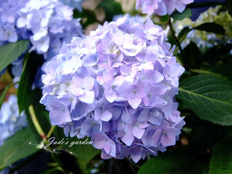 DSCF6534.jpg