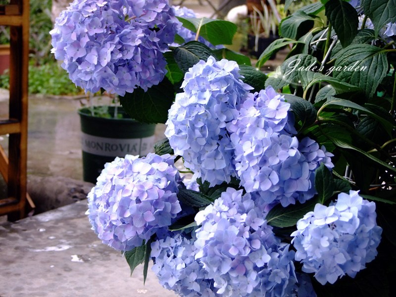 DSCF6600.jpg
