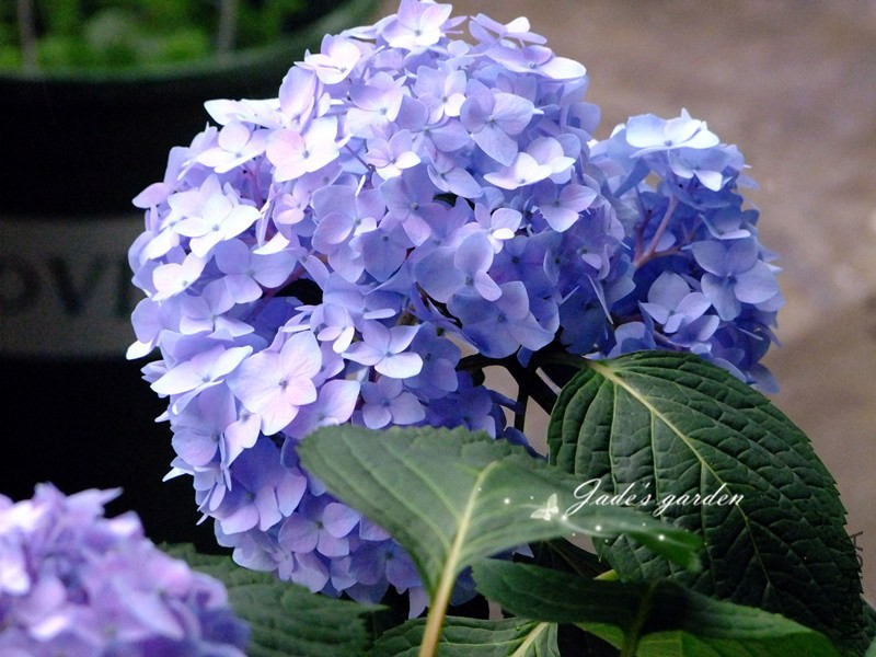 DSCF6603.jpg