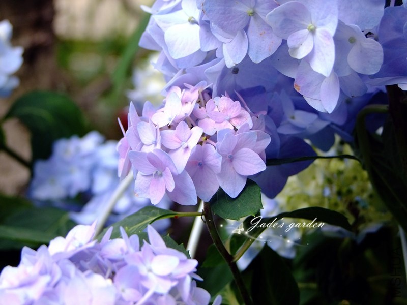 DSCF6535.jpg