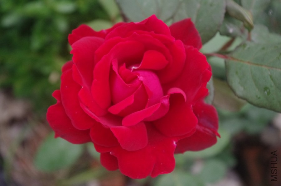 �����ıȽϴ���ȫ�����ɢ���͵����֣����ǳ���