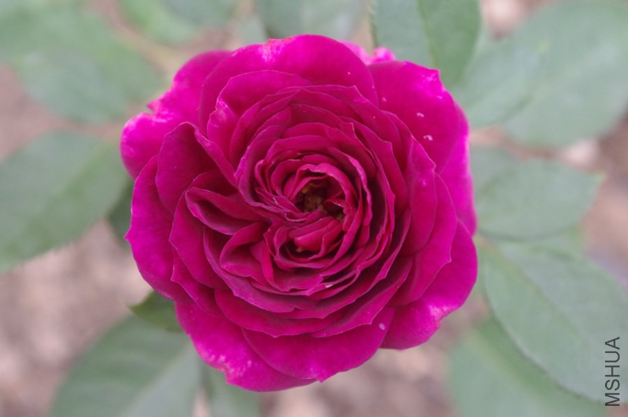 ��ʱ��������ӣ������̼�Ҳ��֪�������ӻ�����ɫ����԰��������֤��