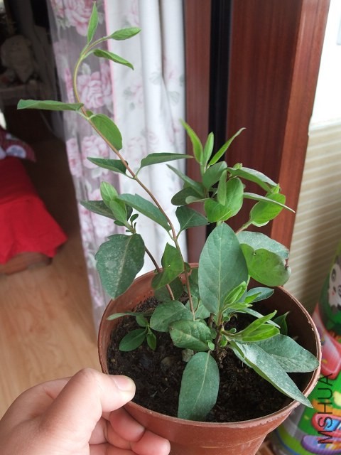 DSCF6710.JPG
