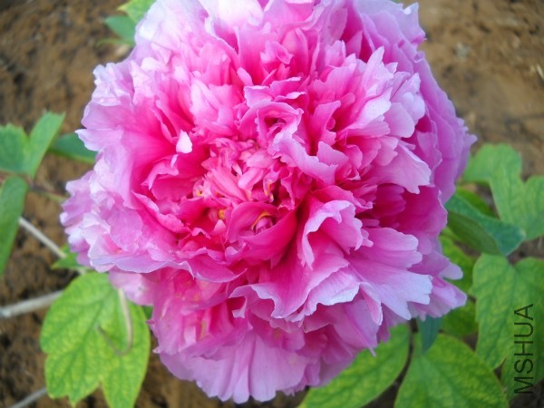 ��Ƭ 033_meitu_1.jpg