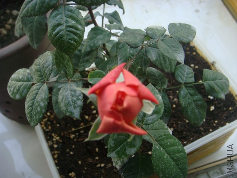 DSC02787.JPG