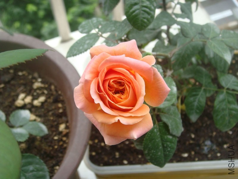 DSC02790.JPG