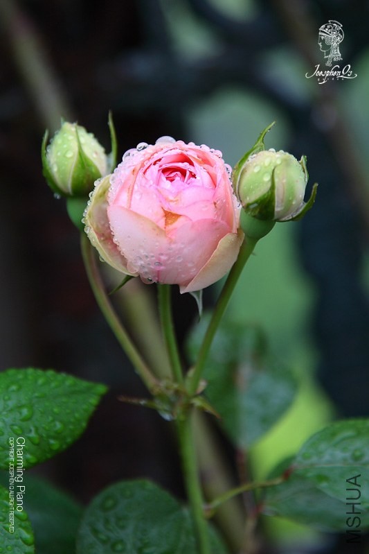 DPP_0007 ����.jpg