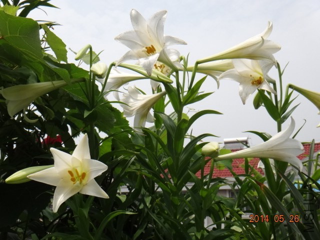 DSC00687.JPG
