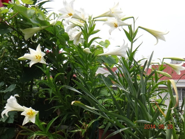 DSC00684.JPG