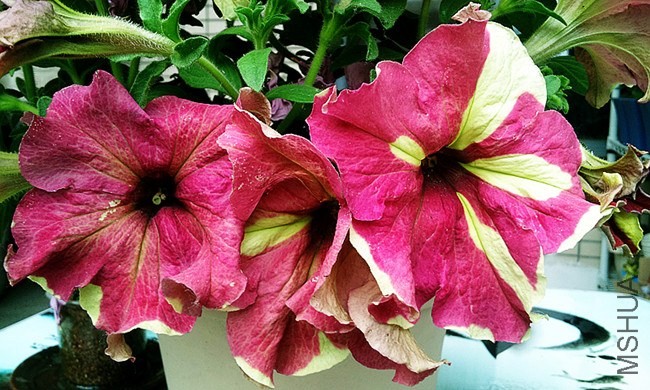 20140524_065017_����.jpg