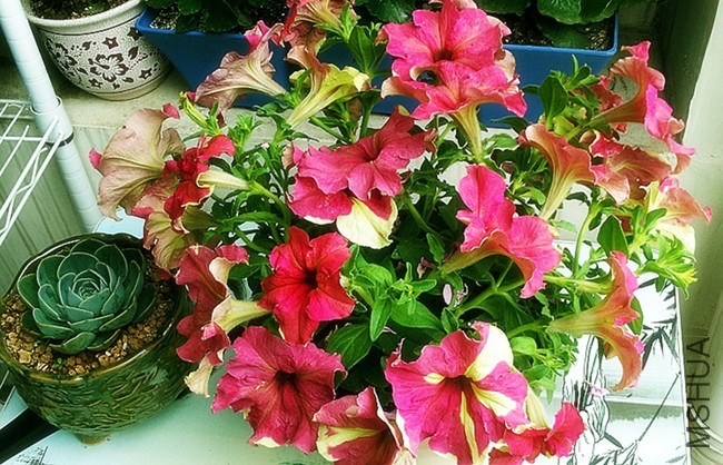 20140524_110550_����.jpg