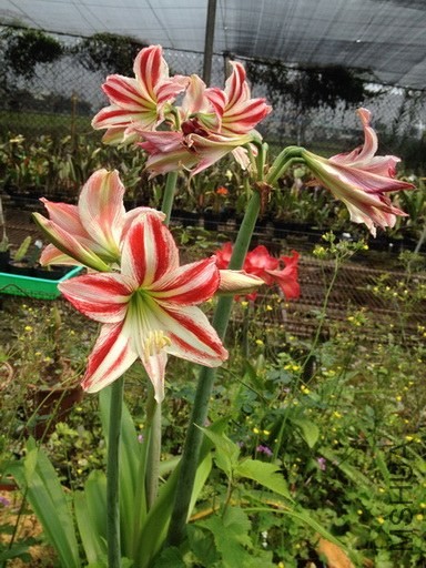 ������- Candy cane_1_�{����С.jpg