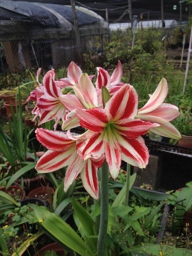 ������- Candy cane_2_�{����С.jpg