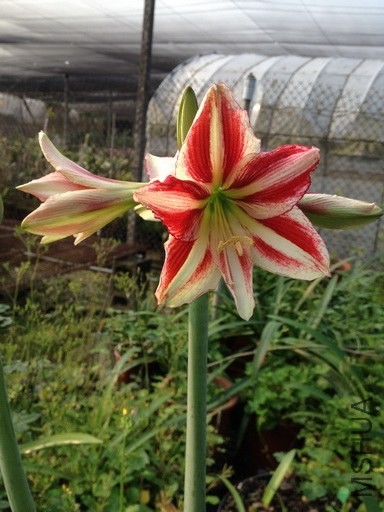 ������- Candy cane_3_�{����С.jpg