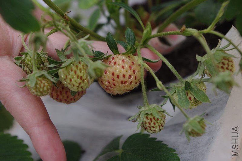 20140526����ݮ (1).jpg