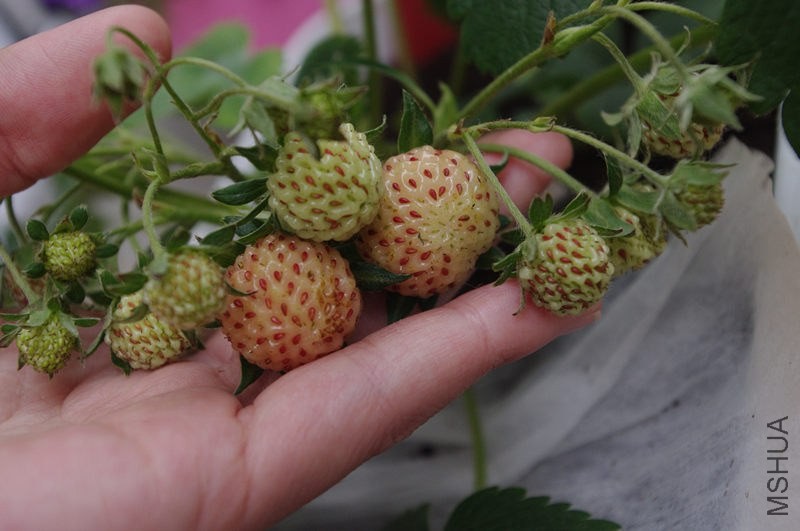 20140526����ݮ (2).jpg